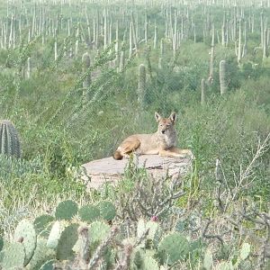 Arizona-Sonora Desert Museum - Coyote Exhibit