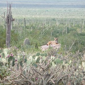 Arizona-Sonora Desert Museum - Coyote Exhibit