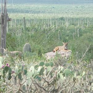 Arizona-Sonora Desert Museum - Coyote Exhibit