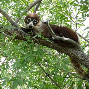 Arizona-Sonora Desert Museum - Coatimundi