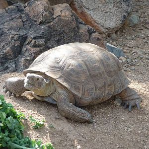 Arizona-Sonora Desert Museum - Tortoise