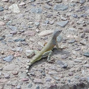 Arizona-Sonora Desert Museum - Wild Lizard