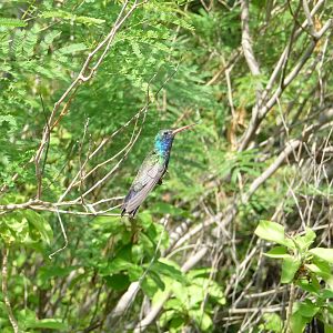 Arizona-Sonora Desert Museum - Hummingbird