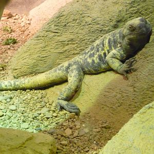 Arizona-Sonora Desert Museum - Herpetarium