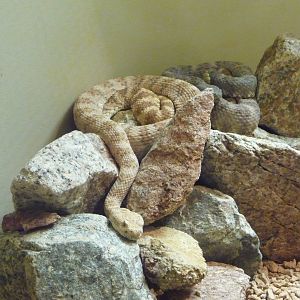 Arizona-Sonora Desert Museum - Rattlesnake