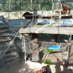 Phoenix Zoo - Orangutan Exhibit
