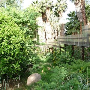 Phoenix Zoo - Walk-through Squirrel Monkey Exhibit