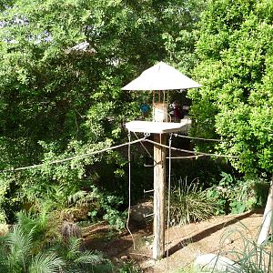 Phoenix Zoo - Walk-through Squirrel Monkey Exhibit