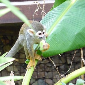 Phoenix Zoo - Walk-through Squirrel Monkey Exhibit