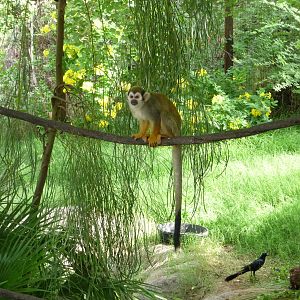 Phoenix Zoo - Walk-through Squirrel Monkey Exhibit