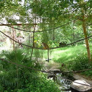 Phoenix Zoo - Walk-through Squirrel Monkey Exhibit