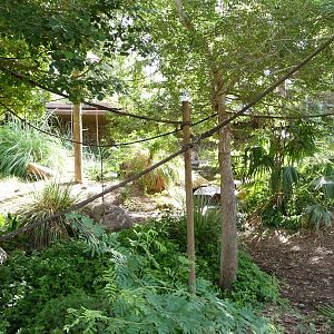 Phoenix Zoo - Walk-through Squirrel Monkey Exhibit