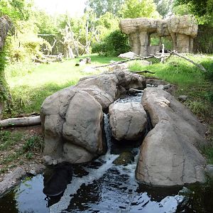 Phoenix Zoo - Spectacled Bear Exhibit