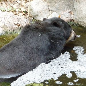 Phoenix Zoo - Spectacled Bear
