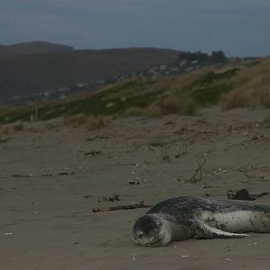 leopard seal (Hydrurga leptonyx)