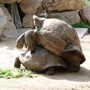 Phoenix Zoo - Galapagos Tortoises