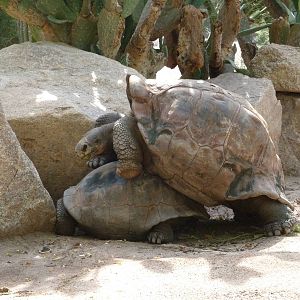 Phoenix Zoo - Galapagos Tortoises