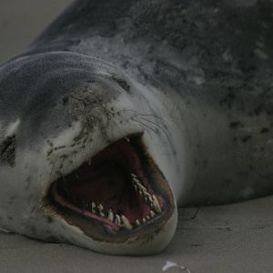 leopard seal (Hydrurga leptonyx)