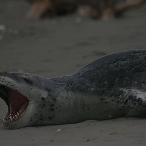 leopard seal (Hydrurga leptonyx)