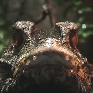 Cuvier's Dwarf Caiman