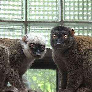 Olomouc Zoo White-headed Lemurs