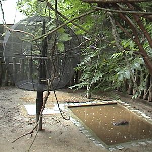 Olomouc Zoo Pygmy Hippo/ Tamarins