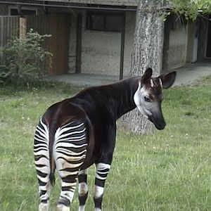 Okapi