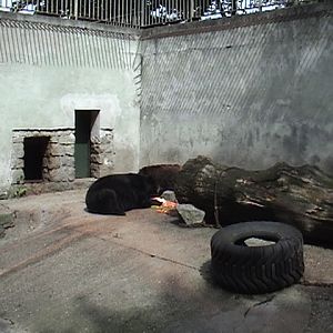 Olomouc Zoo Bear Grotto