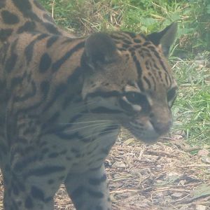 Ocelot