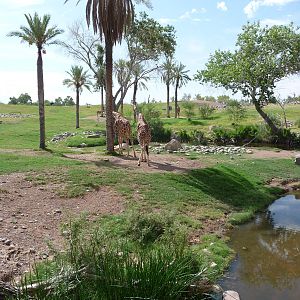 Phoenix Zoo - African Savanna