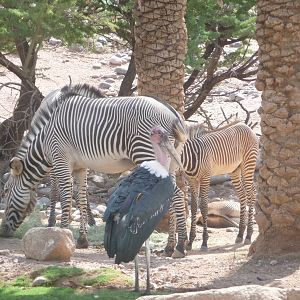 Phoenix Zoo - Grevy's Zebras & Marabou Stork