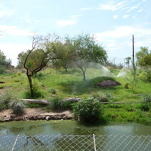 Phoenix Zoo - African Wild Dog Exhibit