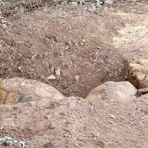 Phoenix Zoo - Tortoises