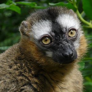 Lemur