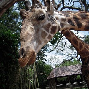 Reticulated Giraffe