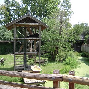 Black Bear - Louisiana Swamp