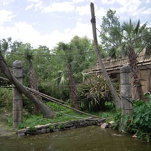 Spider Monkey Exhibit - Jaguar Jungle