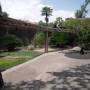 Komodo Dragon Exhibit