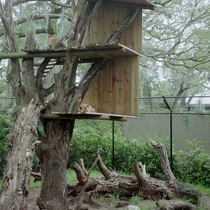New Guinea Singing Dogs