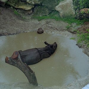 Indian Rhinoceros "Jamie"