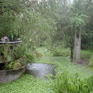 Black Bear Exhibit - Florida Wildlife Center