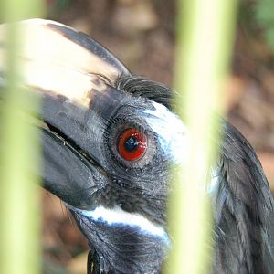 Bushy crested hornbill
