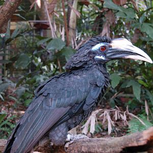 Bushy crested hornbill