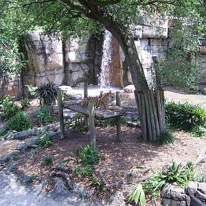 Sumatran Tiger - Asian Domain