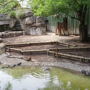 Malayan Tapir Exhibit - Asian Domain