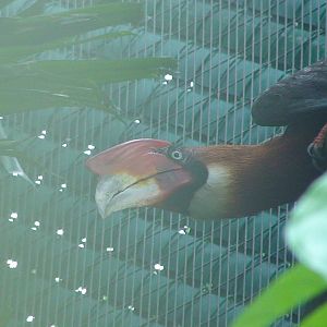 Mindanao rufous Hornbill