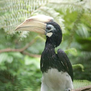 Oriental pied Hornbill