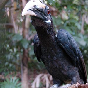 Bushy crested Hornbill