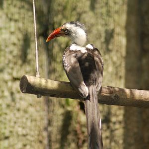 Red billed Hornbill