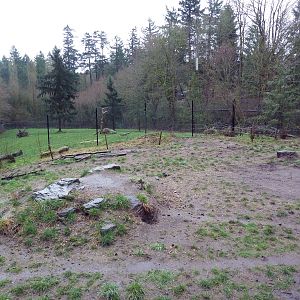Great Northwest - Wolf Exhibit